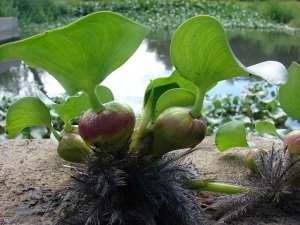 Eichhornia crassipes (Su Sümbülü) L BOY ADET