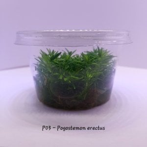 Pogostemon erectus IN VITRO CUP