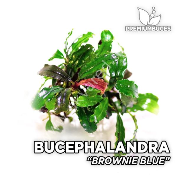 Bucephalandra brownie blue ADET - ÖN SİPARİŞ