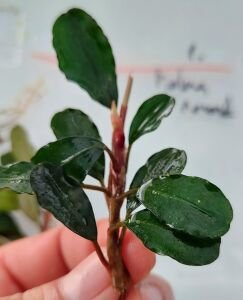 Bucephalandra brownie helena round ADET - ÖN SİPARİŞ