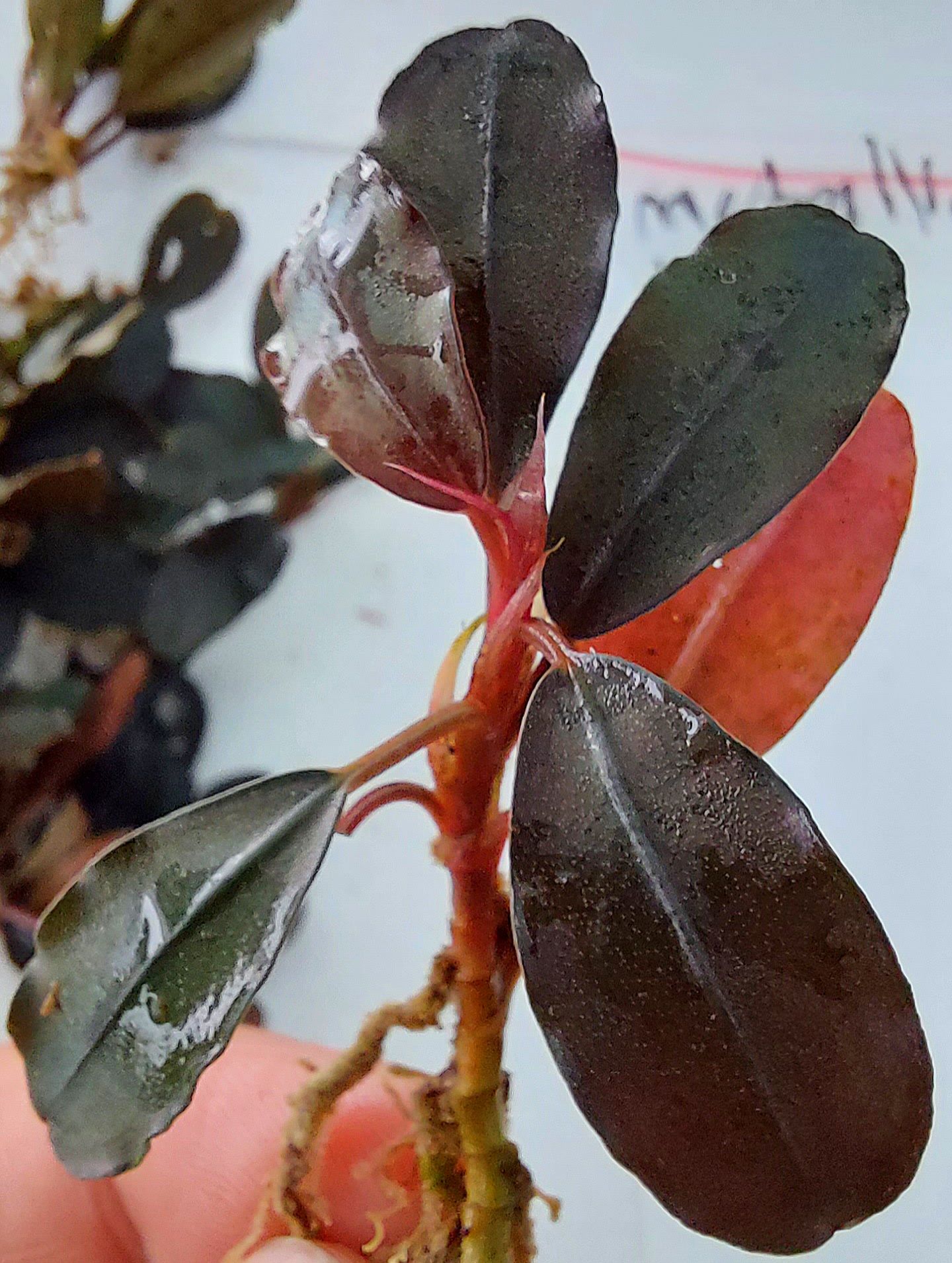 Bucephalandra metallic purple ADET ÖN SİPARİŞ