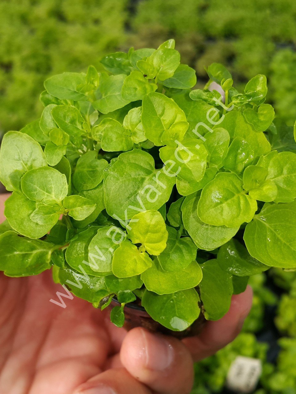 Cardamine lyrate Vietnam SAKSI