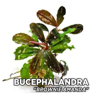 Bucephalandra orta boy karışık mix paket PORSİYON 10x10 cm