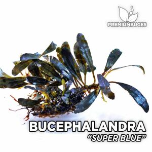 Bucephalandra orta boy karışık mix paket İTHAL PORSİYON 10x10 cm
