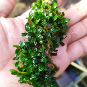 Bucephalandra mini boyan 10x10cm ÖN SİPARİŞ