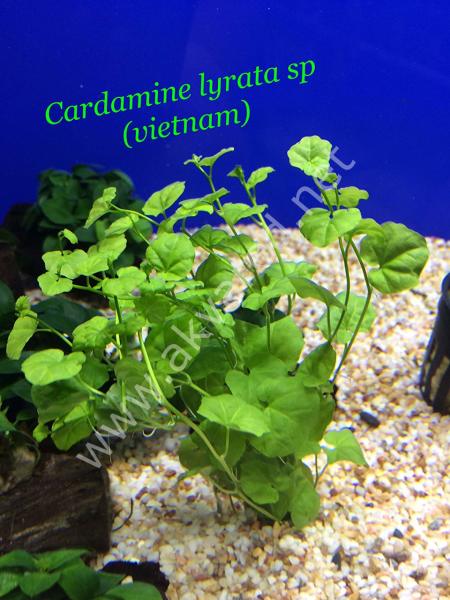 Cardamine lyrata Vietnam ADET İTHAL