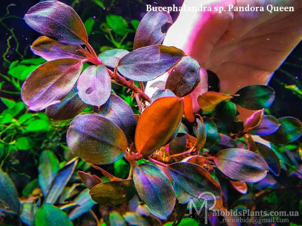 Bucephalandra pandora queen ADET İTHAL ÖN SİPARİŞ