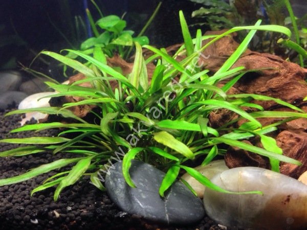 Cryptocoryne lucens  ADET EXVITRO