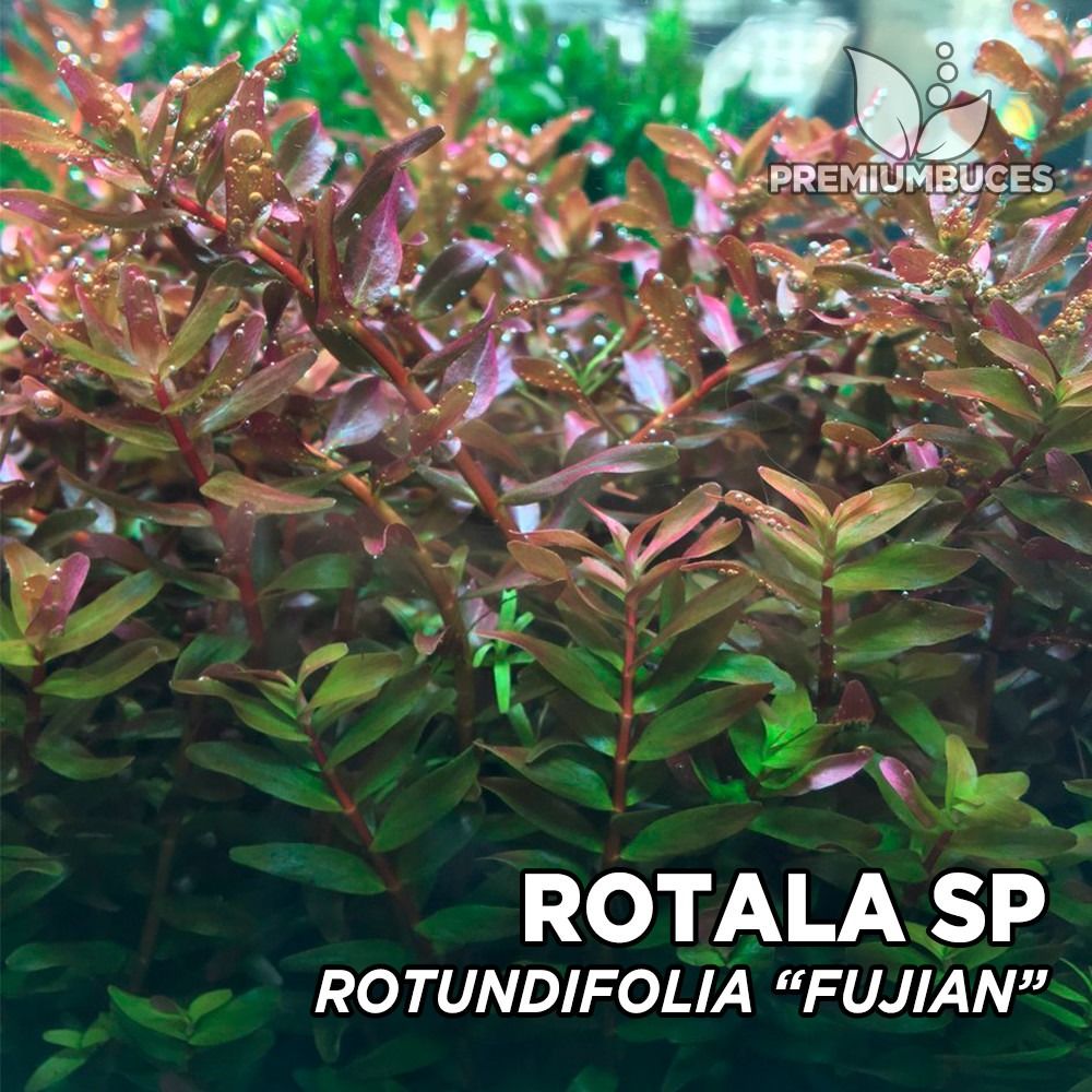 Rotala Fujian  BUKET ÖN SİPARİŞ