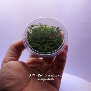 Rotala mexicana bangladesh IN VITRO CUP