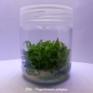 Pogostemon octopus IN VITRO JAR (KAVANOZ)