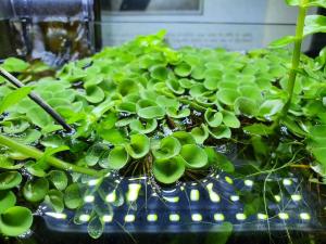 Salvinia auriculata IN VITRO JAR (KAVANOZ)