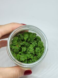 Salvinia auriculata IN VITRO JAR (KAVANOZ)