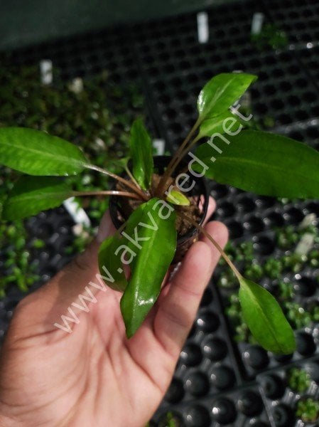 Cryptocoryne wendtii green gecko SAKSI