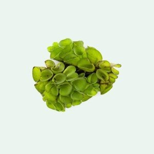 Salvinia minima 50 cc PORSİYON ÖN SİPARİŞ