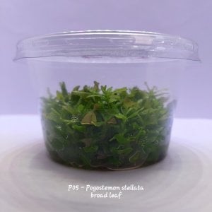 Pogostemon stellata broad leaf IN VITRO  CUP