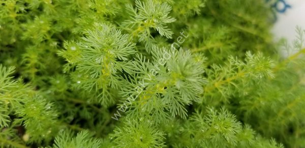 Myriophyllum guyana IN VITRO CUP