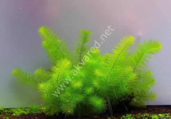 Myriophyllum guyana IN VITRO CUP