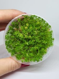 Myriophyllum guyana IN VITRO CUP