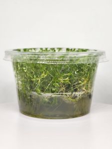 Myriophyllum guyana IN VITRO CUP