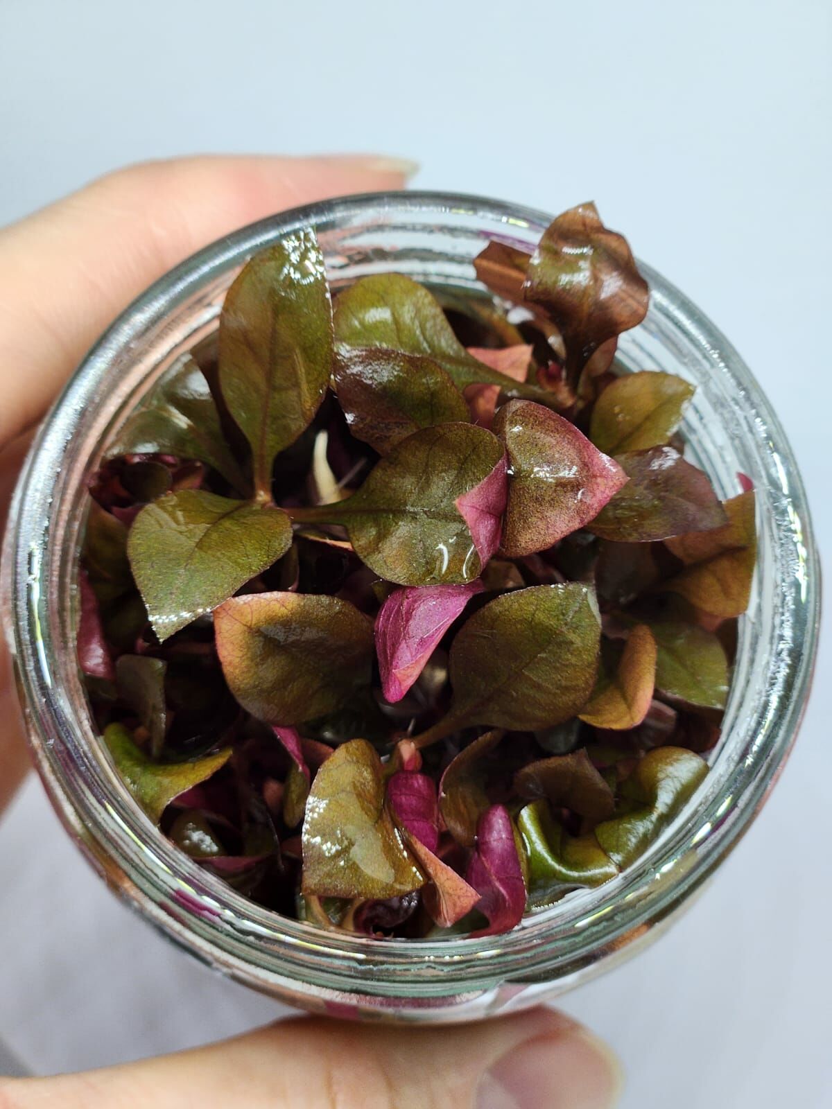 Alternanthera rosaefolia IN VITRO JAR (KAVANOZ)