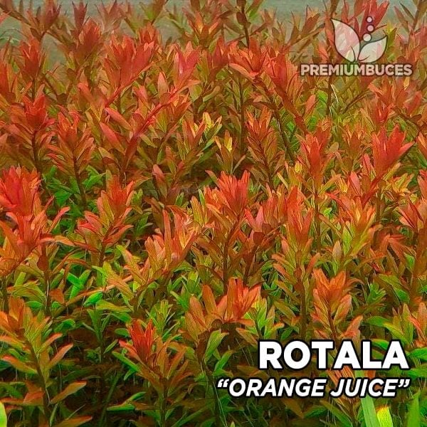 Rotala orange juice SAKSI