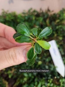 Bucephalandra mini melawi ADET İTHAL