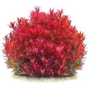 Rotala BLOOD RED İTHAL BUKET