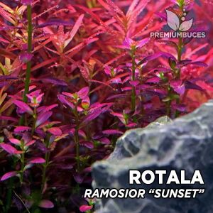 Rotala ramosoir SUNSET İTHAL BUKET