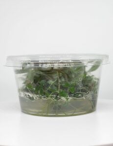 Hygrophila araguaia IN VITRO CUP