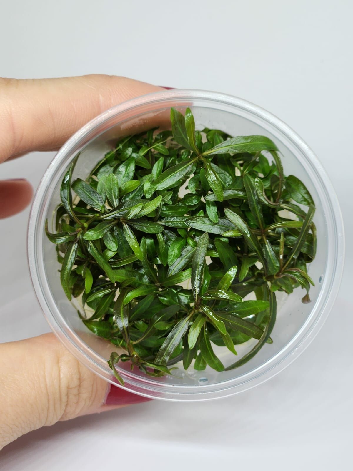 Hygrophila araguaia IN VITRO CUP