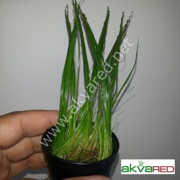 Eleocharis parvula ADET EXVITRO