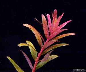 Rotala colorata IN VITRO CUP