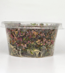 Rotala colorata IN VITRO CUP