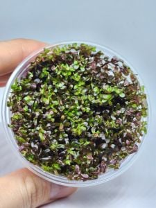 Rotala colorata IN VITRO CUP