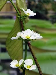 Echinodorus grandiflorus deltoid SAKSI