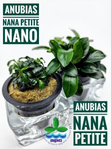 Anubias nana petite nano İTHAL ADET - APC TAYLAND ÖN SİPARİŞ