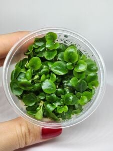 Lobelia cardinalis mini IN VITRO CUP