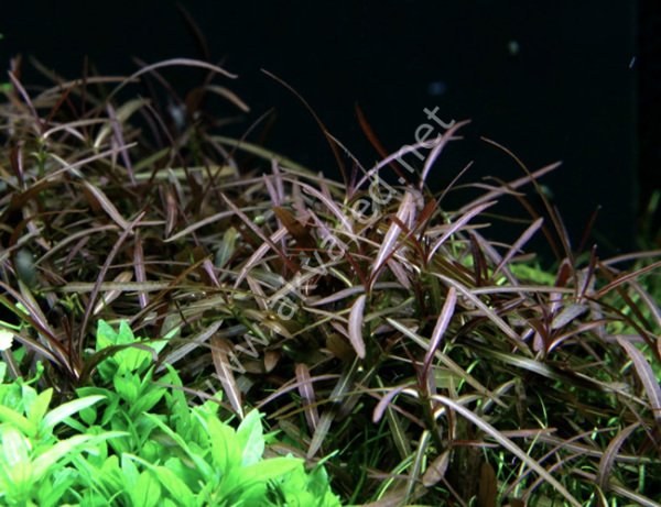 Hygrophila lancea İTHAL BUKET