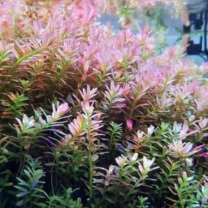 Rotala Fujian İTHAL BUKET