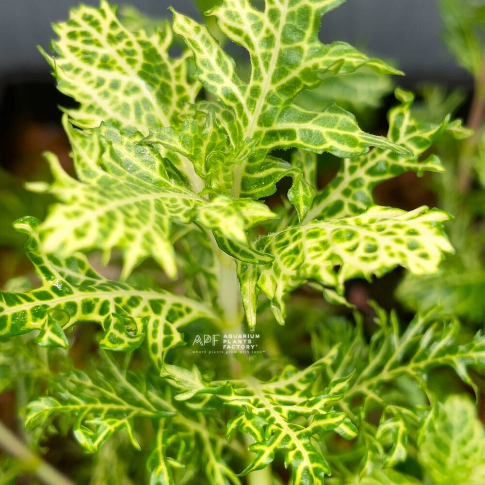 Hygrophila difformis variegated İTHAL BUKET