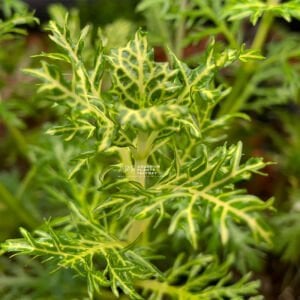 Hygrophila difformis variegated İTHAL BUKET