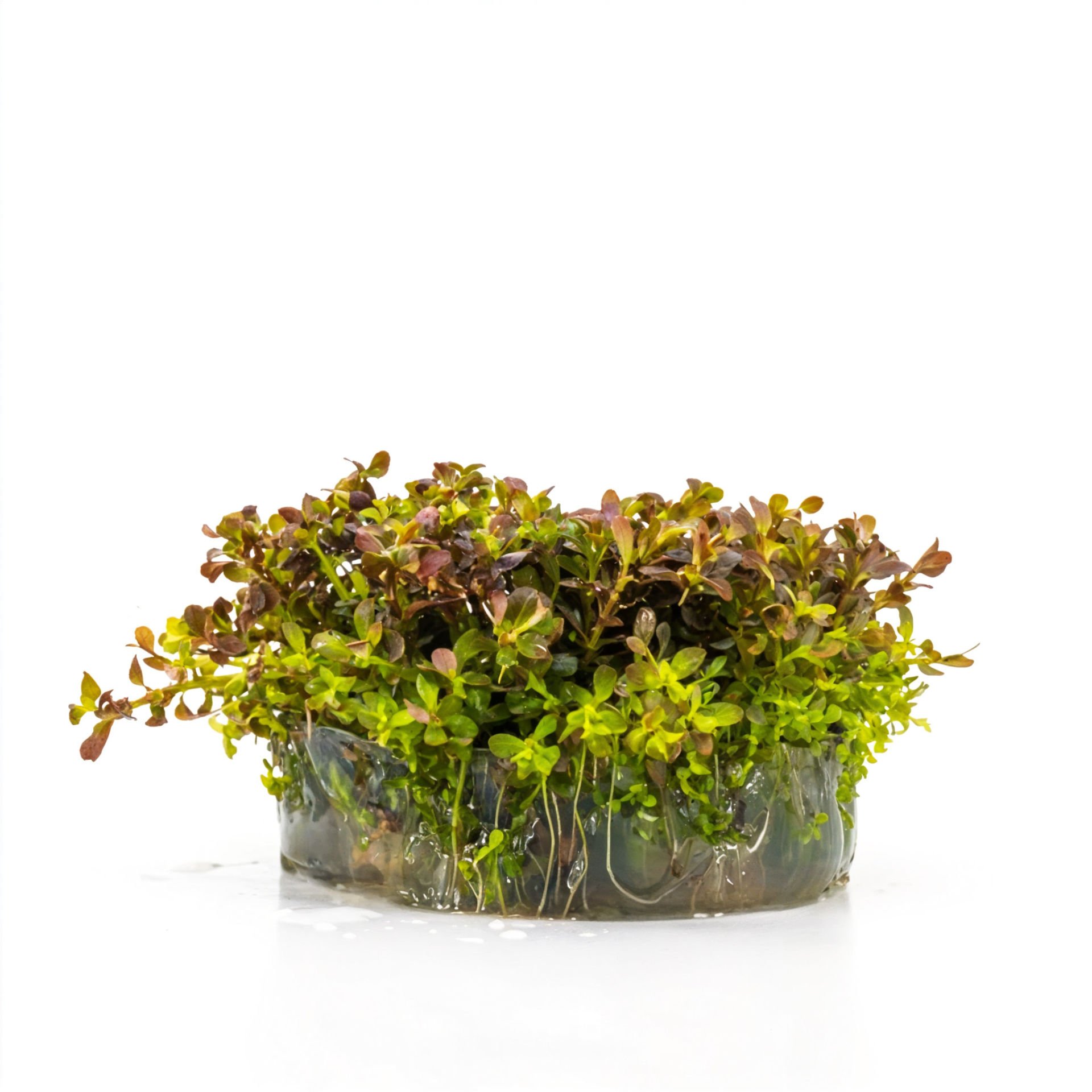 Rotala macrandra mini pink IN VITRO CUP