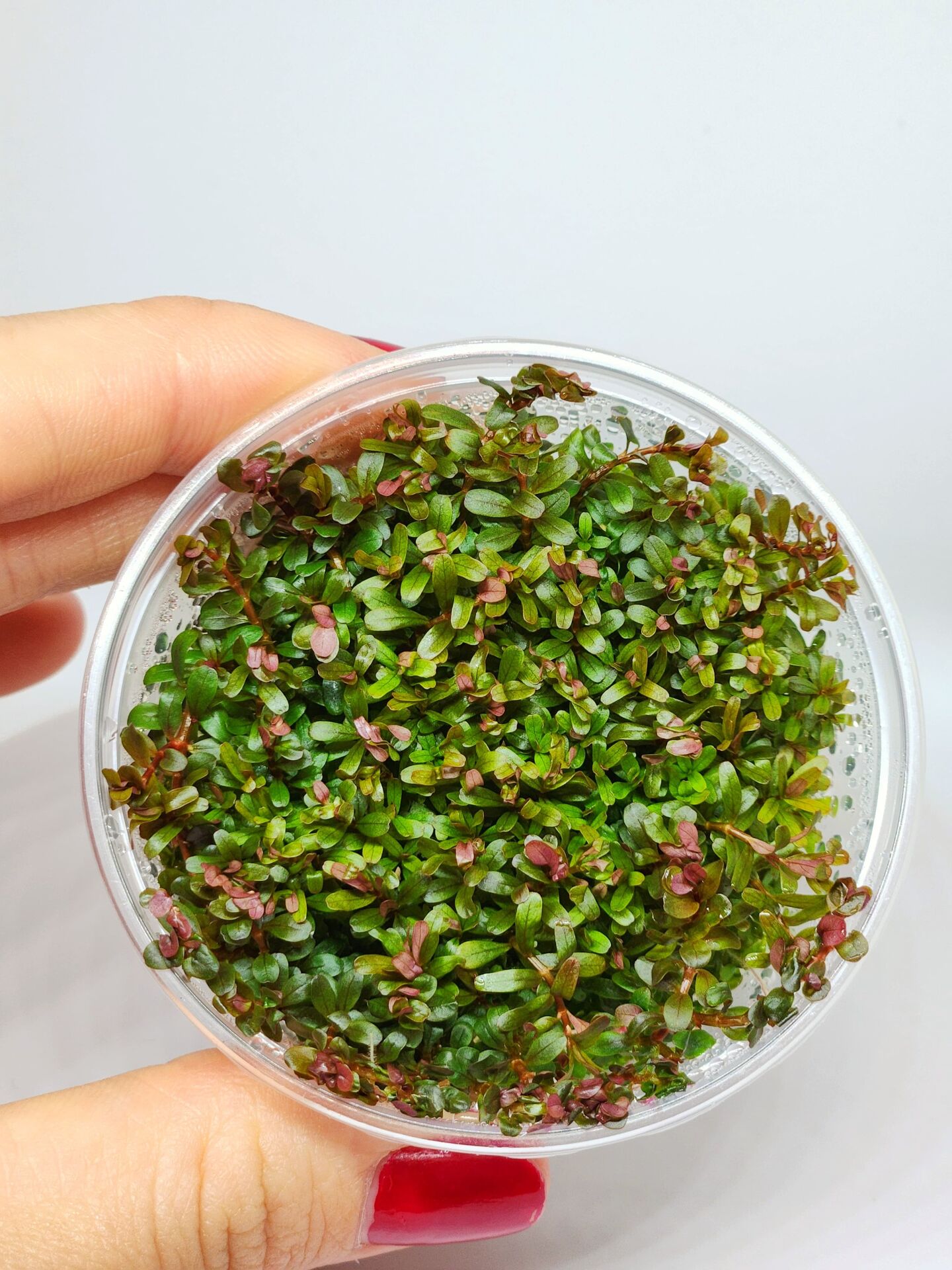 Rotala macrandra mini pink IN VITRO  CUP