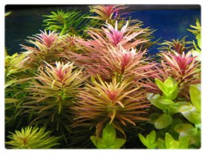 Limnophila aromatica İTHAL BUKET