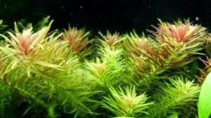 Limnophila aromatica İTHAL BUKET