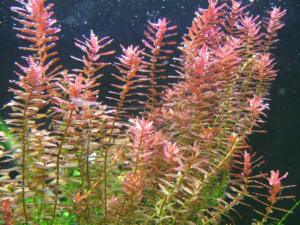 Rotala indica red IN VITRO CUP
