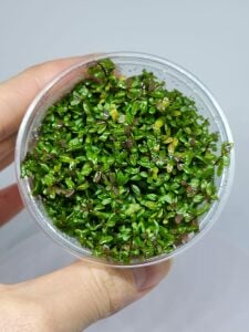 Rotala indica red IN VITRO CUP