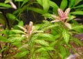 Hygrophila rosanervis IN VITRO CUP