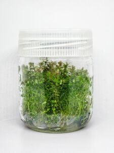 Rotala orange juice  IN VITRO JAR (KAVANOZ)